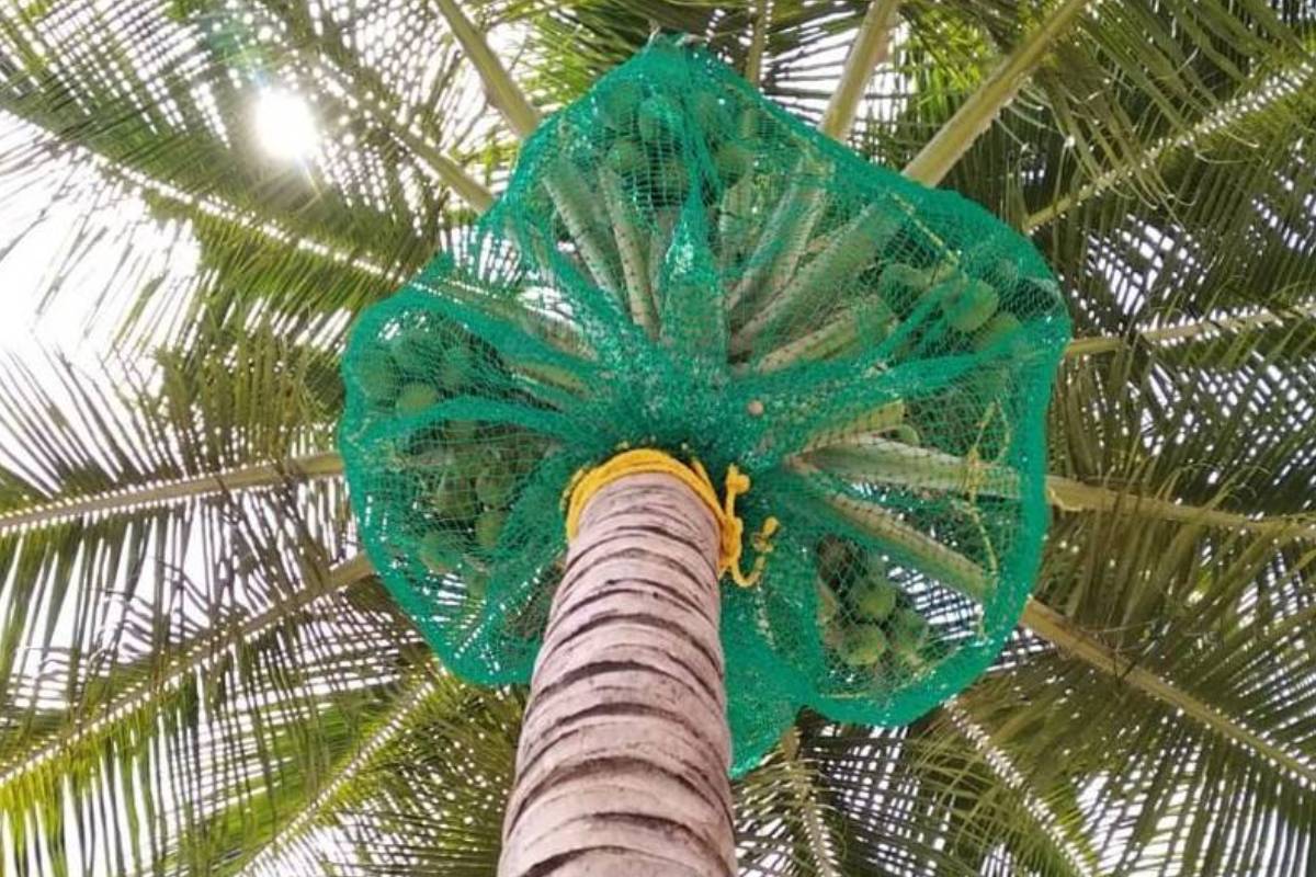 Coconut Safety Nets Service